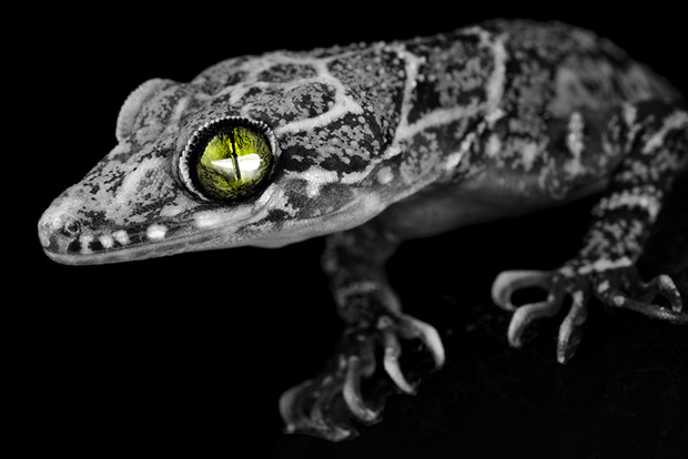 PRACHT Gecko Explosion Proof Lighting Solution